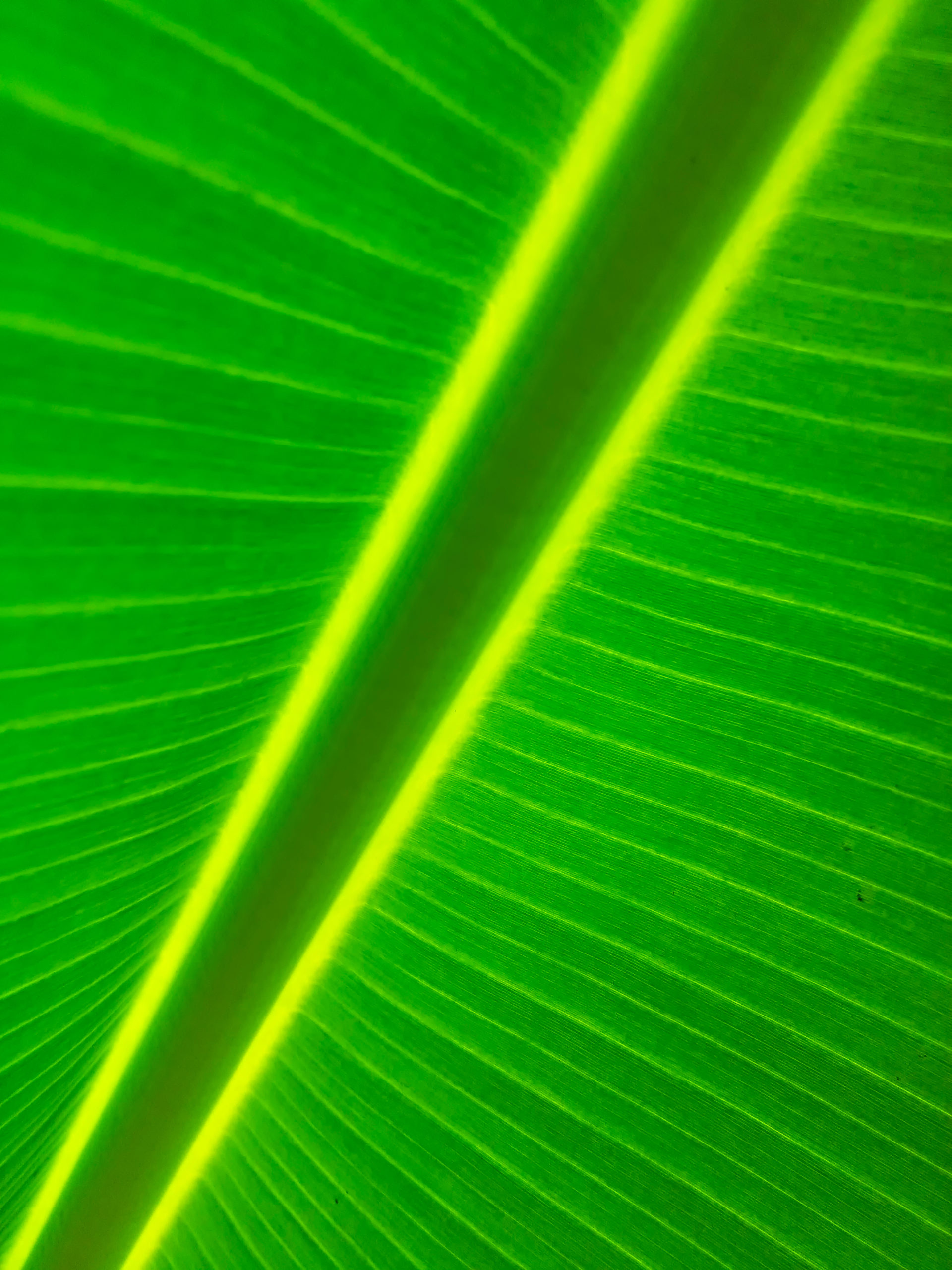 frederico_goncalves-Shutterstock.com_1786815338